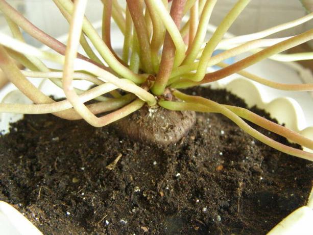Sveiki Cyclamen po transplantacijos. Pastaba: Kaip ir visi gumbai augalų, Cyclamen patinka purią dirvą. Nuotrauka: Yandex ". Paveikslėliai