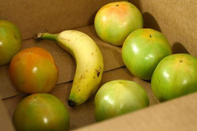 Bananų į dėžutę su žaliais pomidorais | Sodininkystė ir sodininkystės