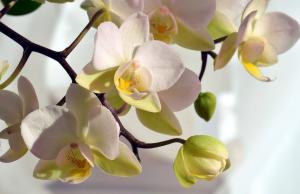 Jei lapai geltona orchidėja, ką daryti?