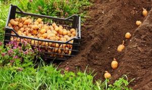 Kas bus bauda už sodinimo bulvės asmens?