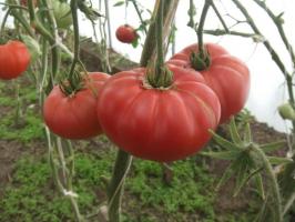 Įžymūs Minusinsk pomidorų. Veislių, kurios yra laikas išbandyti