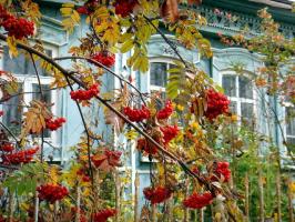 O, Motina Rusija: 6 augalai į sodą su nacionalinėmis spalvomis