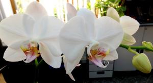 Tręšimo orchidėjos: gudrybės ir ypatumai