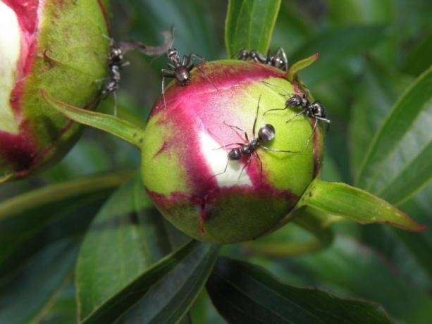 Kodėl skruzdės taip mėgsta bijūnų? Atsakymas paprastas: jie pavaišinti saldus nektaras. Tai yra nuotrauka ir tada paimti iš interneto