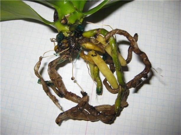 Rotten šaknys Phalaenopsis