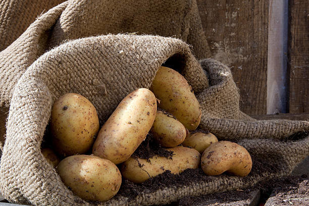 Kiltas puikiai padeda saugomus be nuostolių bulves