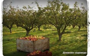 Gydyti obuolių rauplių, šį rudenį