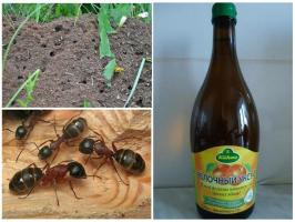 Trys iš efektyviausių būdų kovoti su skruzdėlės