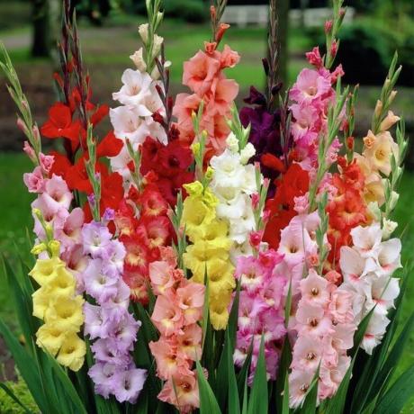 Iš spalvų Gladiolus įvairovė
