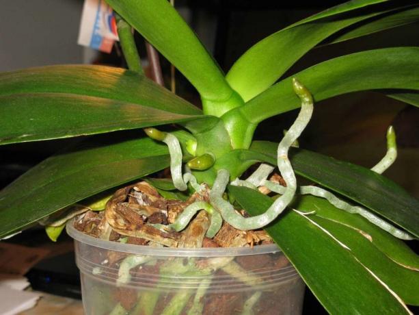 Antenų šaknys auga orchidėjų gyvenime Phalaenopsis