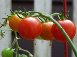 Kodėl patyręs augintojai šeriami pomidorai jodo?