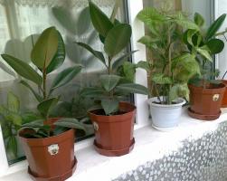Kaip padėti Ficus išgyventi žiemą? Augti sveiki augalai be vargo