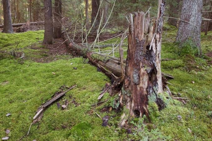 Įstatymas valozhnike - kad gali būti nukirsta mišką, ir kada?