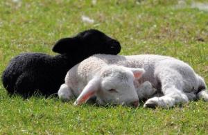 Mėsa ir vata: kaip veisti avis savo ūkyje