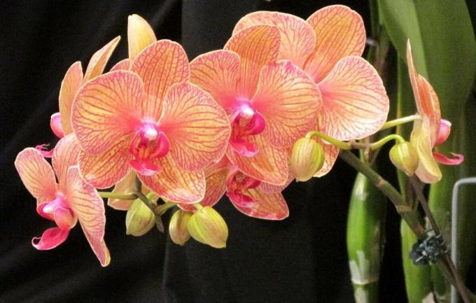 Phalaenopsis orchidėjų