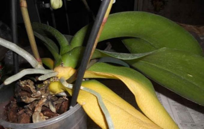 Jei praradote visus savo lapų, jūs negalite išgyventi pats Phalaenopsis!
