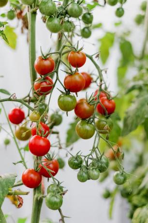 Mano derlius 2018 m. Iš vyšniniais pomidorais skonis išaugo savo rankomis, daug šviesesnis nei parduotuvėje