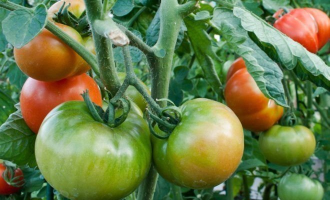 nokinimo pomidorai