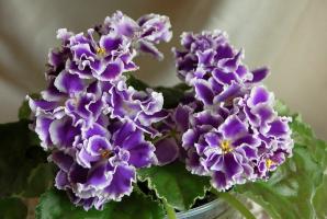 Ar norite, kad nuostabios Violetiniai žydi žiemą? Keletas rekomendacijų, siekiant padėti jums su šiuo