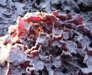 Heuchera lapai, sumalti į miltelius su sniegu