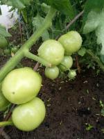 Paruoškite pomidorų atviro grunto lietingą laikotarpį. Ką daryti su krūmais pomidorų