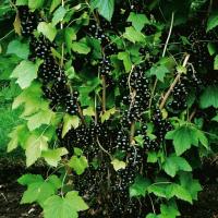 Genėjimo juodųjų serbentų "Be Michurin": 35% daugiau derlius