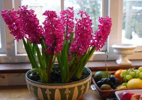 Neodnorazovy: laimingas savininkai hiacintas. 3 džiugina gėlių ir kaip išlaikyti po žydėjimo