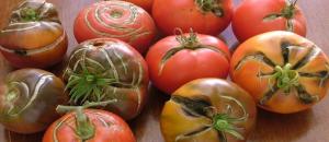 Kodėl yra įtrūkimų ant pomidorų. Priežastys, kad jie žino ne visi sodininkai.