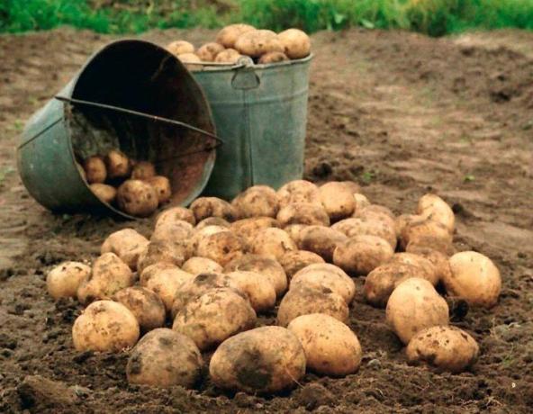 Bulvės - į sodą karalius! (Nuotrauka iš interneto)