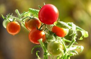 Pomidorai bus saldus! Dėl augančių paslaptys