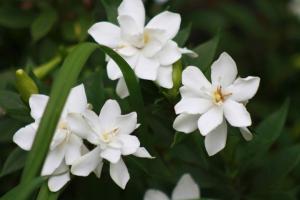 Priežiūra zhasminovidnoy Gardenia namuose