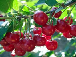 Kaip augti "Vyšnių sodas"