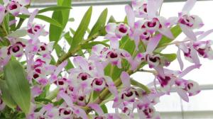 Bendrosios taisyklės Dendrobium orchidėjų priežiūra