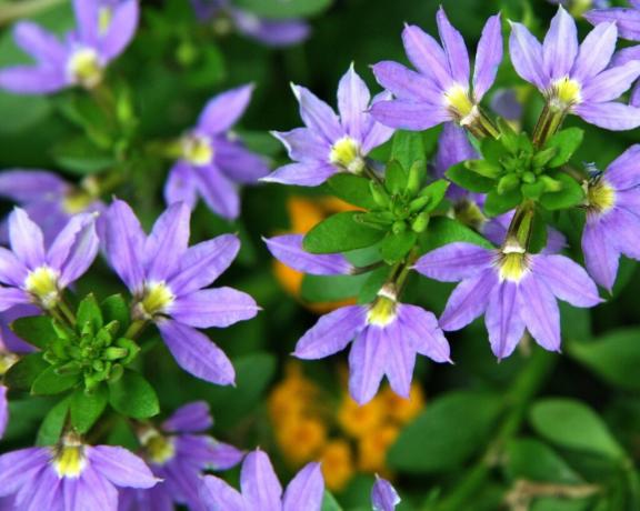 Gėlių Forma Scaevola malonus gerai atpažįstamas. Atidžiau pažvelgti: žiedlapiai yra išdėstyti kaip ventiliatorius tik su viena ranka! Nuotrauka: violet-bryansk.ru