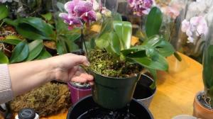 Teisė maitinti ir apvaisinti Phalaenopsis