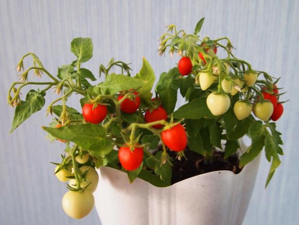 Jauni krūmas vyšniniai pomidorai "Balkonas stebuklas", kurie užaugo ant mano palangės.