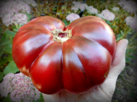 5 geriausios juoda veislių pomidorų