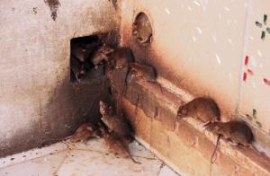 Lengvas būdas atsikratyti žiurkių ir pelių namuose.