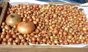 Veiksmingas būdas sėjos svogūnų rinkinį: padidinti daigumas ir padidina augalų sveikatos