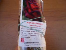 Įranga sodinti hibridinių arbatos rožės pavasarį