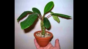 Vidinis augti Euphorbia teisingai. subtilybės priežiūros
