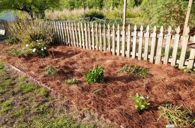 Mulčiavimas lovos pušų spyglių | Sodininkystė ir sodininkystės