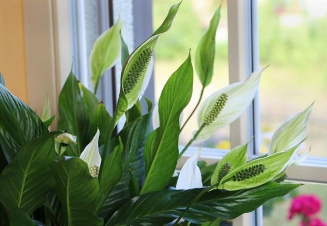 Žydinti Spathiphyllum