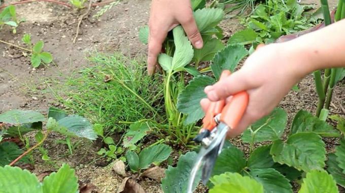 Sharp Sodo žirklės - nepakeičiamas dalykas sodininkas arsenalo (zelenj.ru)