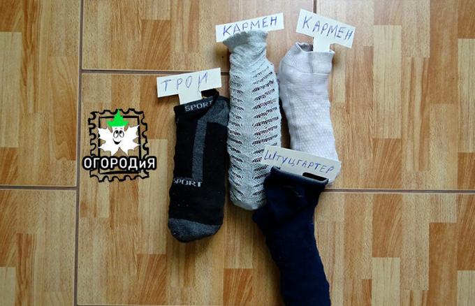 Svogūnų rinkiniai kojinės