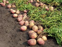 Į kovą dėl didelių ir skanių bulvių: priežiūros ir šėrimo pastarosios rugpjūčio