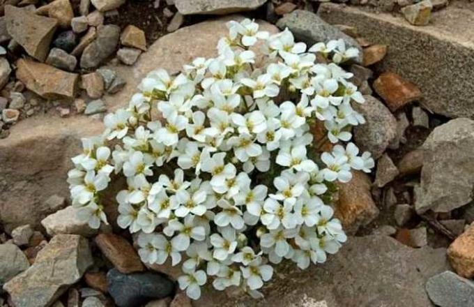 Baltos gėlės arabisa