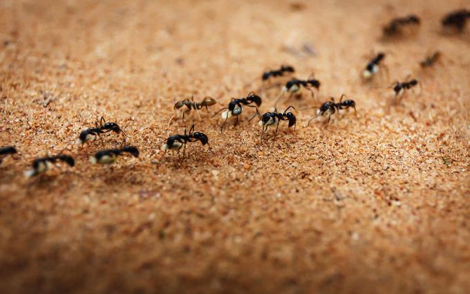 Atsikrato skruzdėlės su druska | ZikZak