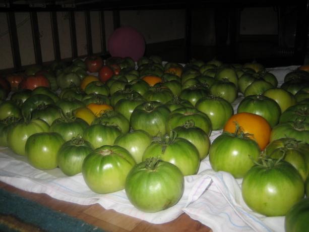 Brandinimo pomidorai (yagodka.club)