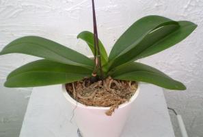 Kodėl žydi orchidėjos: pagrindines priežastis